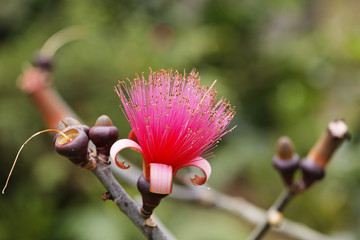 Flower of Shaving Brush Tree (Pseudobombax ellipticum), Bombacaceae, Costa Rica, Central America