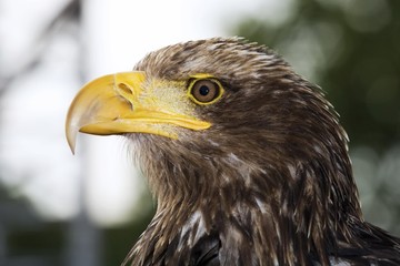 Bald Eagle (Haliaeetus leucocephalus) young