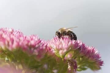 Bee (apis mellifera), blossoms, forage