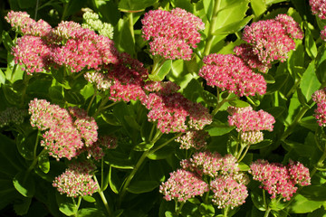 Flowering stonecrop - sedum live-forever - orpine - livelong (Sedum telephium cultivar Autumn Joy)