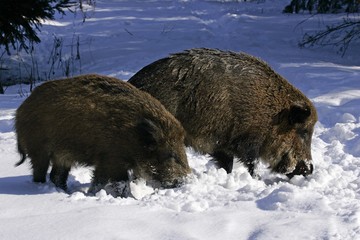 Wild boars in snowcovered winterforest (Sus scrofa)