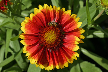 Flowering gaillardia with honeybee - blanket flower (Gaillardia x grandiflora Kobold)