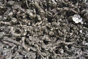 Layered dried twigs