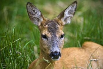 Female Roe Deer (Capreolus capreolus), Estonia, Baltic States, Northeast Europe, Europe