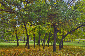 Bright autumn landscape in the city park