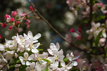 Beautiful white, pink and red blooming flowers on the tree during the spring in England