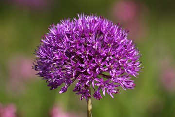 Flower head of a Purple Sensation Onion (Allium aflatunense) (Allium x hollandicum)