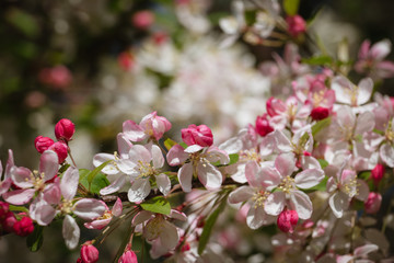 Beautiful white, pink and red blooming flowers on the tree during the spring in England