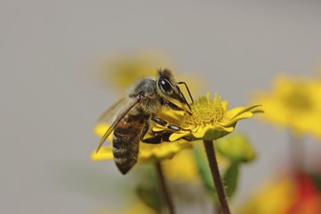 Bee (Apis sp.) on Creeping Zinnia (Sanvitalia procumbens solaris), Baden-Wuerttemberg, Germany, Europe