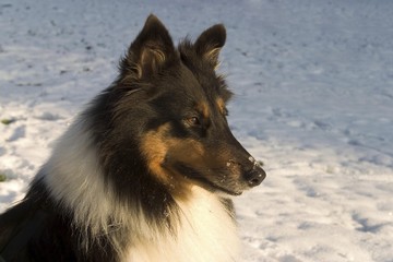 American Collie