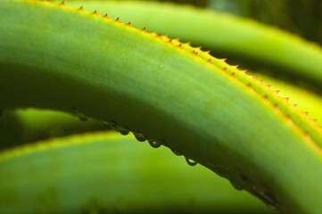 Dewdrops, water drops on spurge (Euphorbiaceae), South Africa, Africa