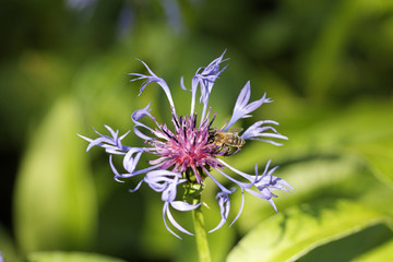 Bee on perennial cornflower, mountain cornflower, mountain bluet, Centaurea montana