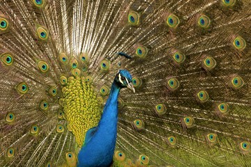 Obraz premium Peafowl, Peacock (Pavo cristatus)