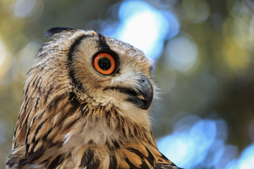 Eurasian Owl (Bubo Bubo), close-up