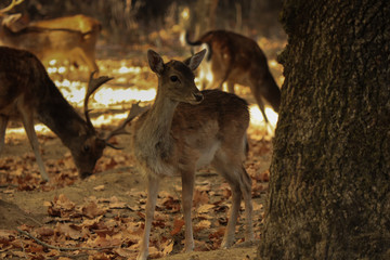 Deer buck in autumn