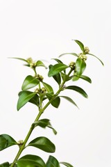 Obraz premium Box or Boxwood tree, detail (Buxus)