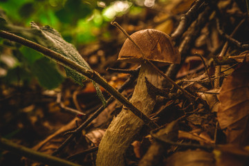 Edible mushroom with the colors of the autumn