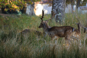 Deer buck in autumn