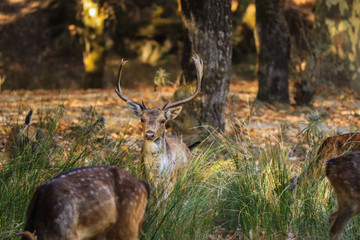 Deer buck in autumn