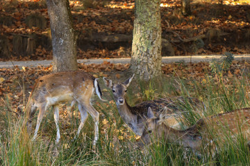 Deer buck in autumn