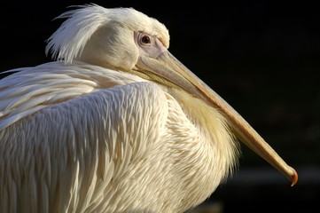 Great White Pelican (Pelecanus onocrotalus)