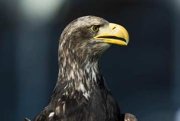 Eagle, Haliaeetus albicilla