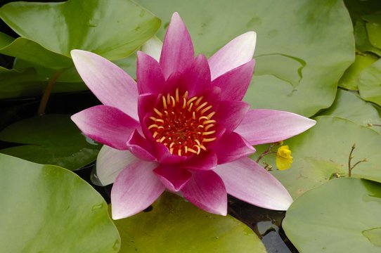 Waterlily (Nymphaea), blossom and pads