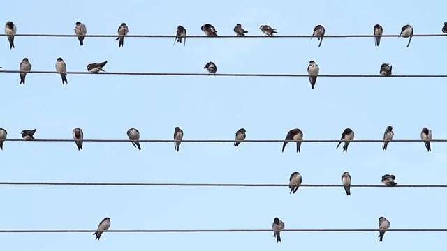 birds on the wire sit like music notes