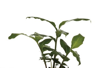Cinnamon plant (Cinnamomum amoenum)