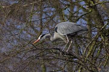 Grey herons standing on an tree searching for nesting material - gray herons - european common herons (Ardea cinerea)