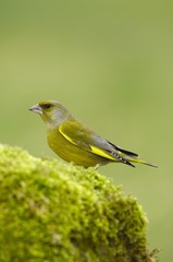 European Greenfinch (Carduelis chloris), male, on mossy stone
