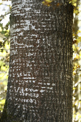 Bark of Common Aspen , Eurasian Aspen (Populus tremula)