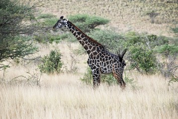 Rothschild giraffe (giraffa rothschildi), Samburu National Park, Kenya, Africa