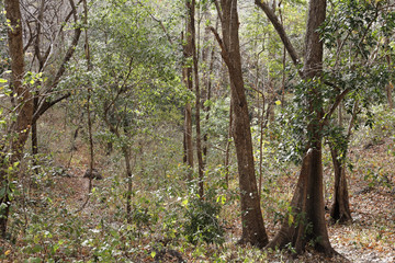 Dry forest, Palo Verde National Park, Guanacaste, Costa Rica, Central America