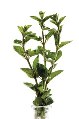 Oregano or Pot Marjoram (Origanum vulgare)