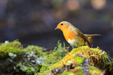robin in the evening rays on green moss