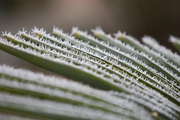 Palm leaf of a Chinese hemp plant (Trachycarpus fortunei) with ice crystals, Hesse, Germany, Europe