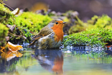 robin with drops of water on the feathers in Forest Lake