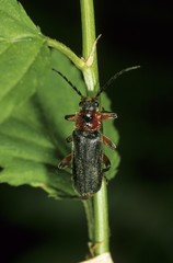 Soldier Beetle or Leatherwing, (Cantharis rustica), Elateroidea family