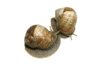 Two Burgundy snails, Roman snails, edible snails or escargots (Helix pomatia), encounter