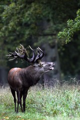 Naklejka na ściany i meble Belling red stag during the rut - red deer in heat - male (Cervus elaphus)