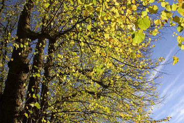 Linden trees - avenue in autumn (Tilia)