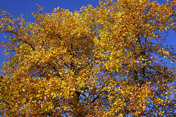 Tulip tree - leaves in autumn colours - colourful foliage (Liriodendron tulipifera)