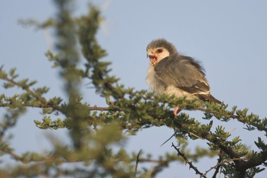 Pygmy Falcon (Polihierax semitorquatus), Samburu National Park, Kenya, East Africa, Africa