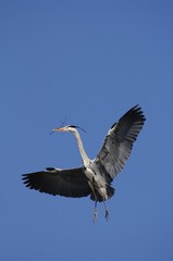 Grey Heron (Ardea cinerea) flying with nesting material