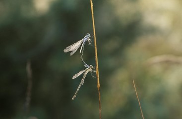 Pair of Emerald Damselflies (Lestes sponsa), Germany, Europe
