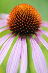 Eastern Purple Coneflower (Echinacea purpurea)