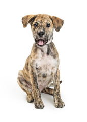 Cute Puppy With Funy Happy Expression