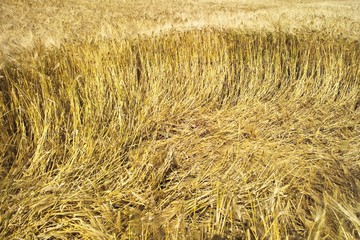 Wind blowing through a cornfield