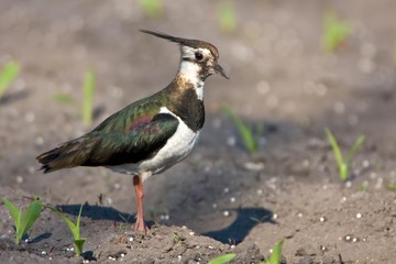 Northern Lapwing, Peewit or Green Plover (Vanellus vanellus)